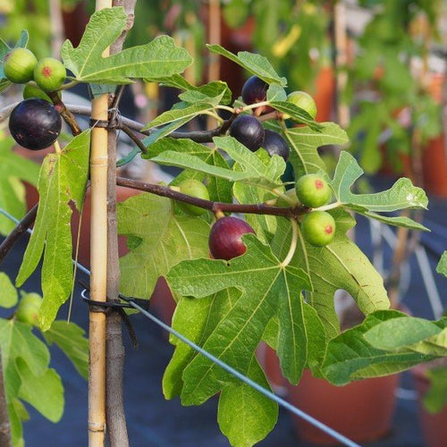 Figuier Ronde de Bordeaux (Ficus carica Ronde De Bordeaux) 1 - Achat en ligne