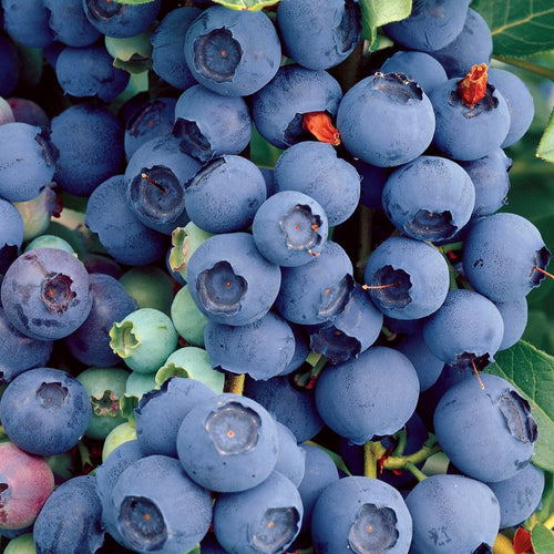 Myrtillier (Vaccinum) 1 - Achat en ligne
