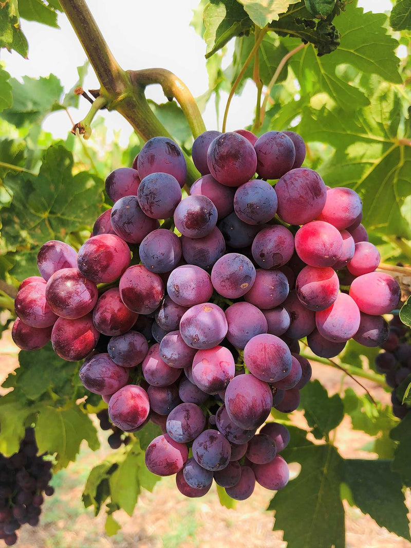 Vigne de table rouge 1 - Achat en ligne