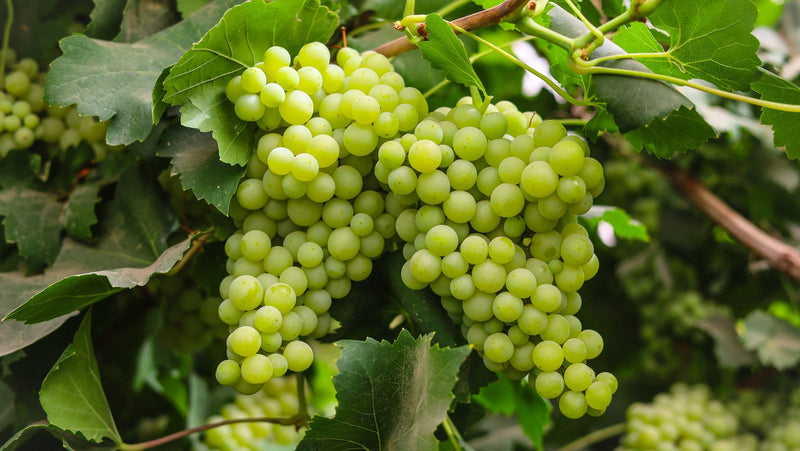 Vigne de table verte 2 - Achat en ligne