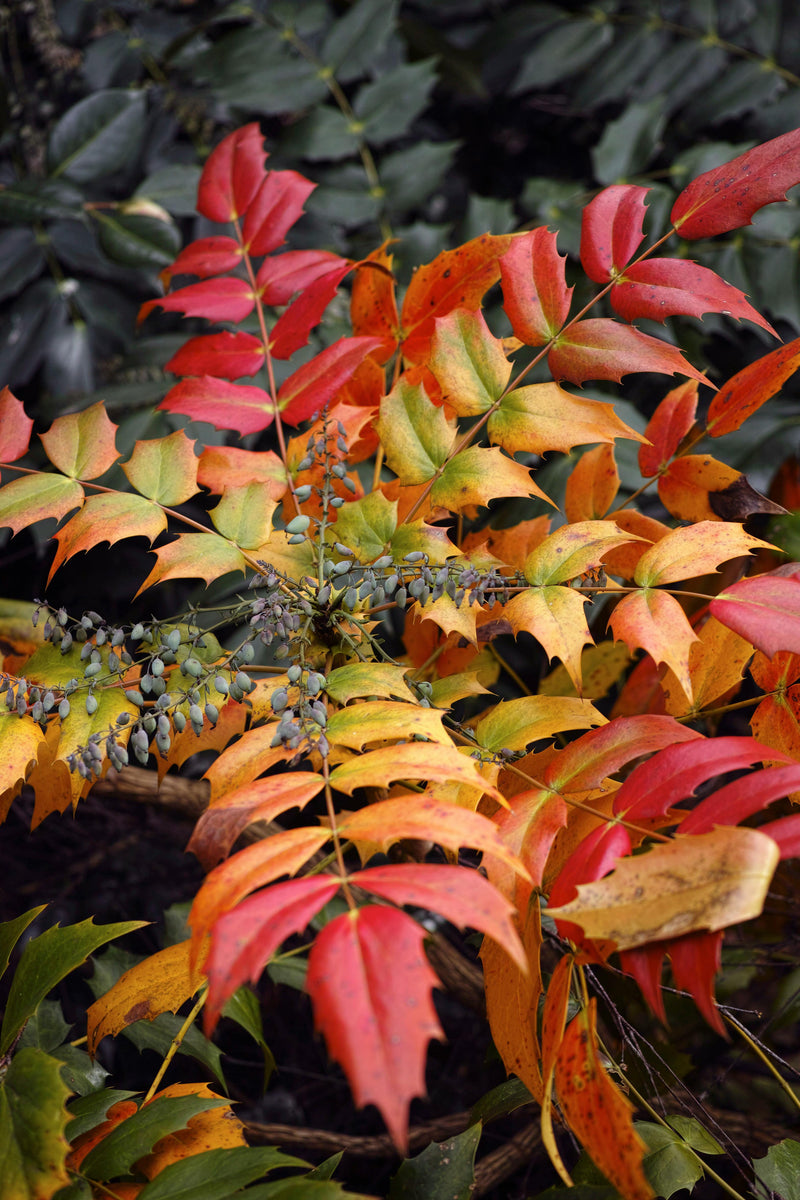 Mahonia