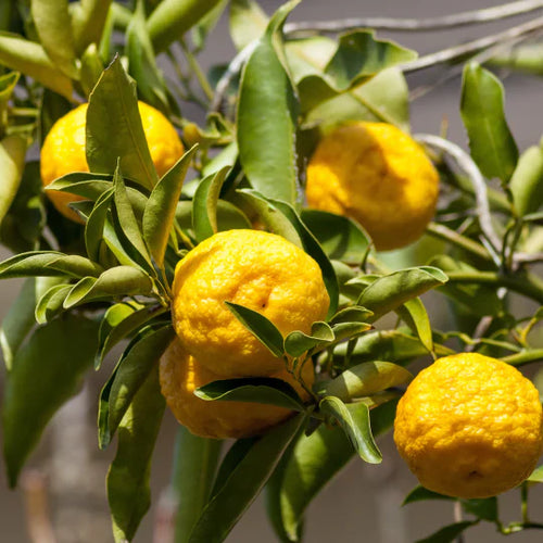 Citronnier Bergamote (Citrus bergamia) 1 - Achat en ligne