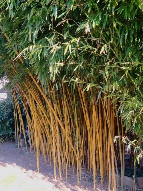 Bambou Aureosulcata Spectabilis 1 - Achat en ligne