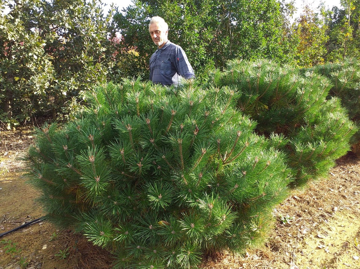 Pin Noir Nain (Pinus Nigra Nana) 2 - Achat en ligne