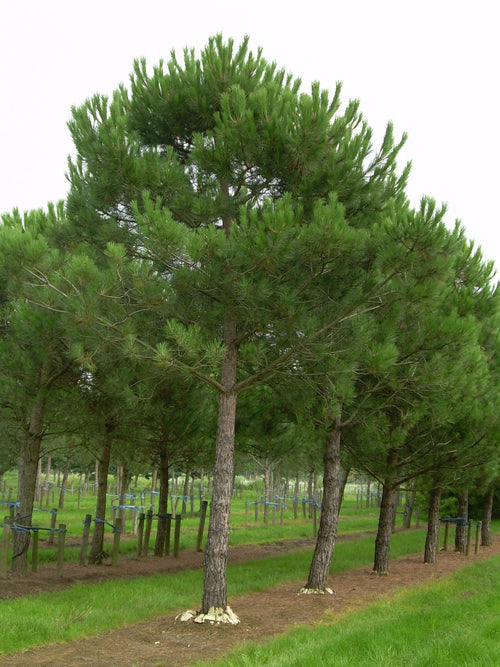 Pin Parasol (Pinus pinea) 1 - Achat en ligne