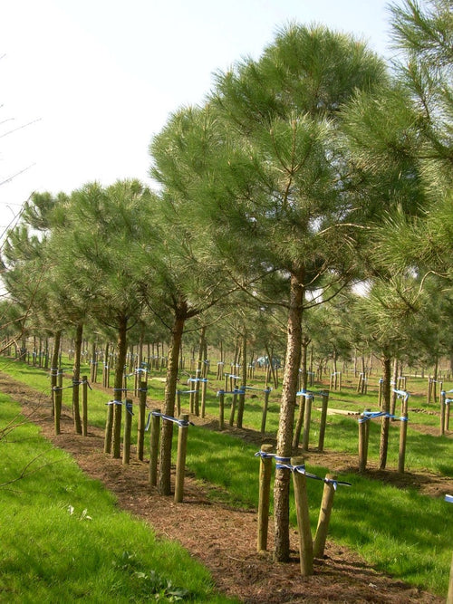 Pin Parasol (Pinus pinea) 1 - Achat en ligne