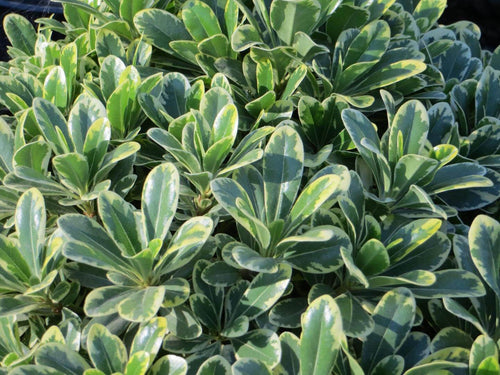 Pittosporum de Chine (Pittosporum Tobira) 1 - Achat en ligne