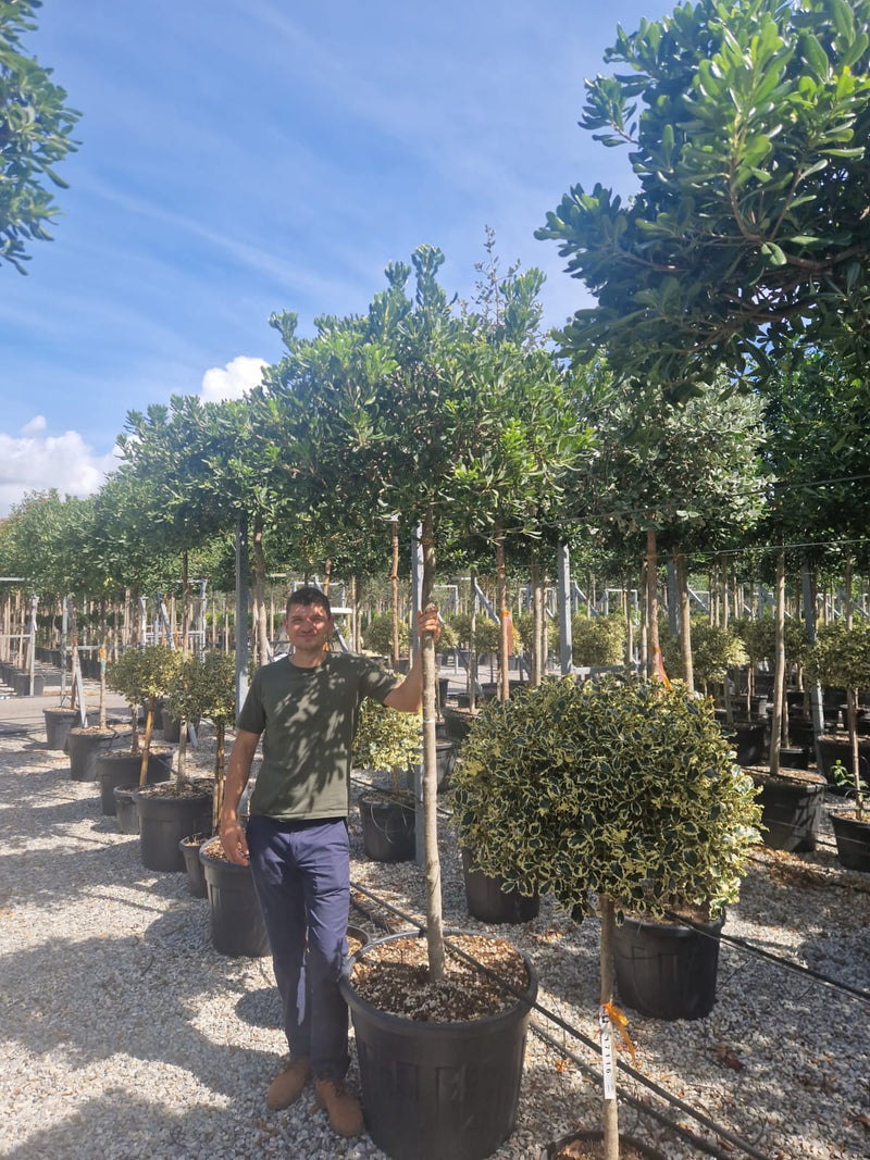 Pittosporum de Chine en tige