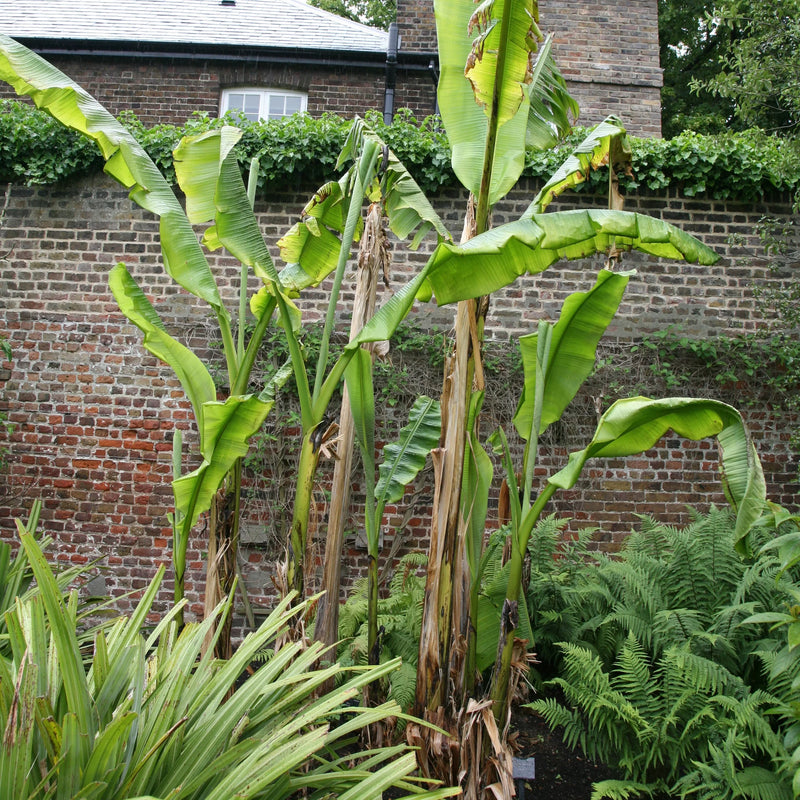 Bananier (Musa Basjoo Japonica) 2 - Achat en ligne