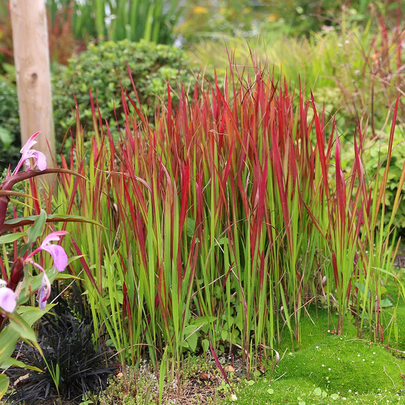 Graminée Red Baron (Imperata cylindrica) 1 - Achat en ligne