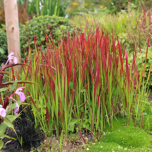 Graminée Red Baron (Imperata cylindrica) 1 - Achat en ligne