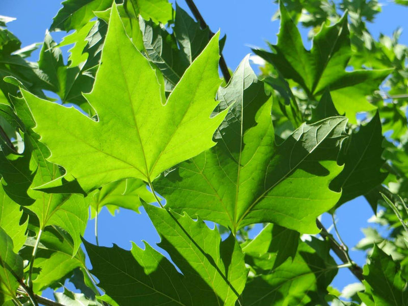 Platane (Platanus) 2 - Achat en ligne
