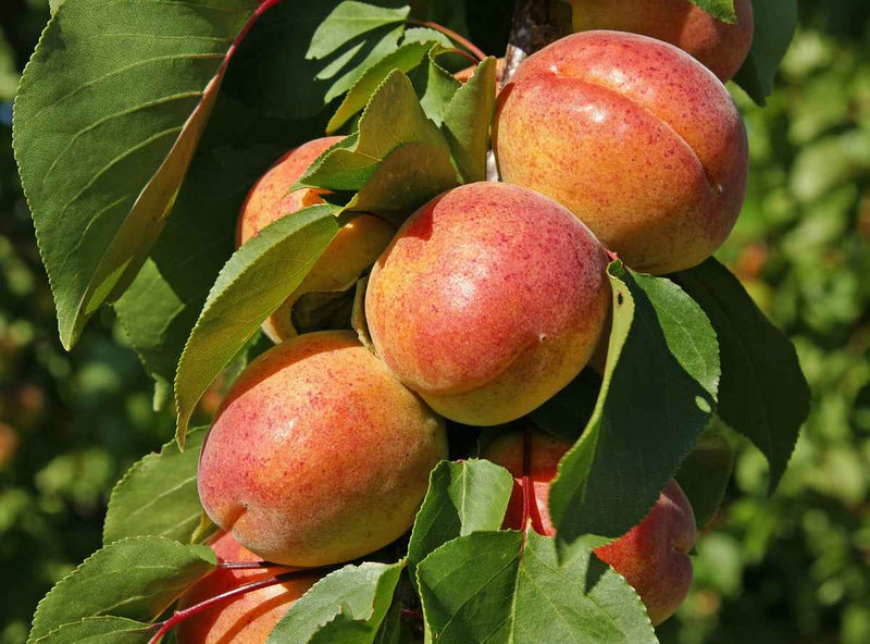 Abricotier Jaune orangé (Prunus Armeniaca) 3 - Achat en ligne