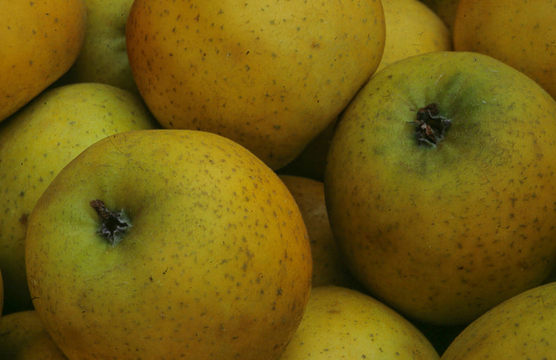 Pommier Reine des Reinettes (Malus domestica Reine des Reinettes) 1 - Achat en ligne