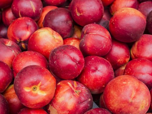 Nectarinier (Prunus persica) 1 - Achat en ligne