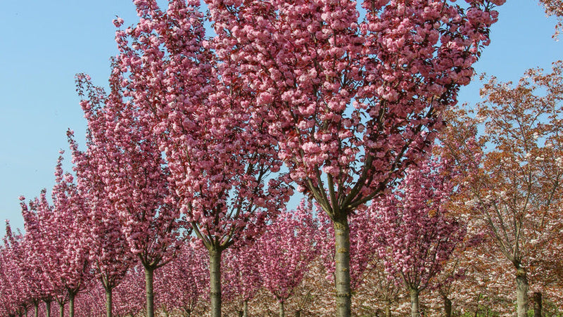 Cerisier du Japon (Prunus serrulata Royal Burgundy) 2 - Achat en ligne