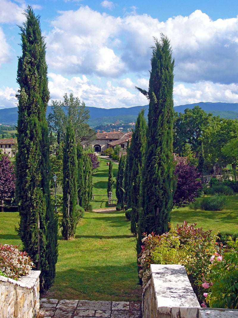 Cyprès de Provence (Commun) 1 - Achat en ligne
