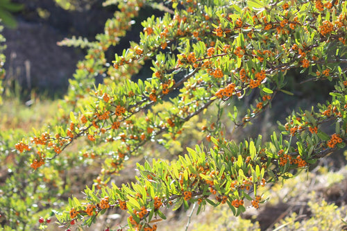 Pyracantha (Pyracantha Soleil d'Or) 1 - Achat en ligne
