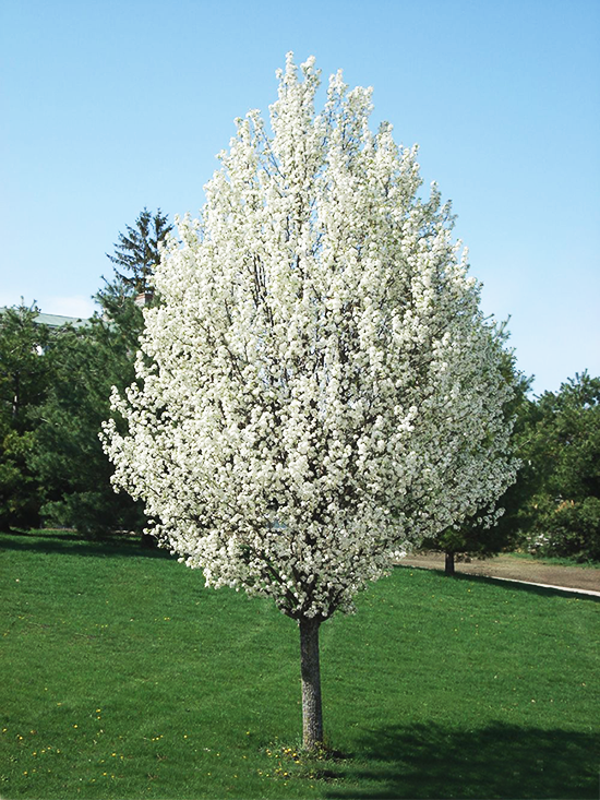 Poirier à fleurs (Pyrus Calleryana Chanticleer) 1 - Achat en ligne