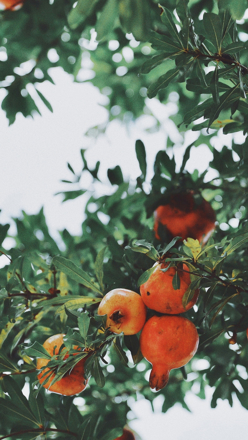 Grenadier (Punica Granatum) 2 - Achat en ligne