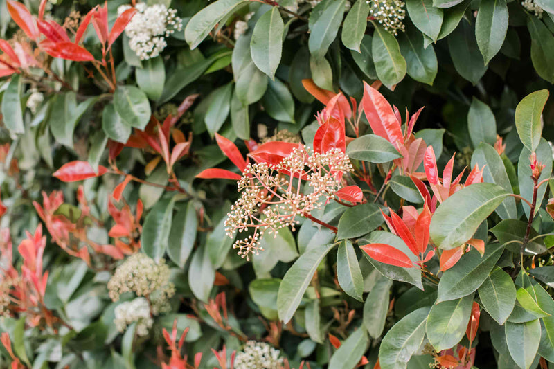 Photinia Fraseri 'Carré Rouge' en cône 3 - Achat en ligne