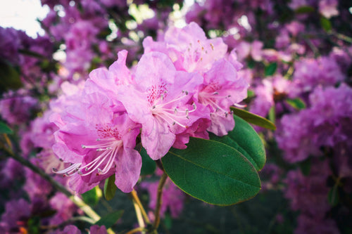Rhododendron 1 - Achat en ligne
