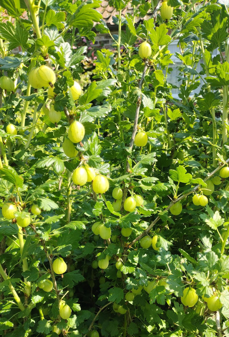 Groseillier Marquereaux 1 - Achat en ligne