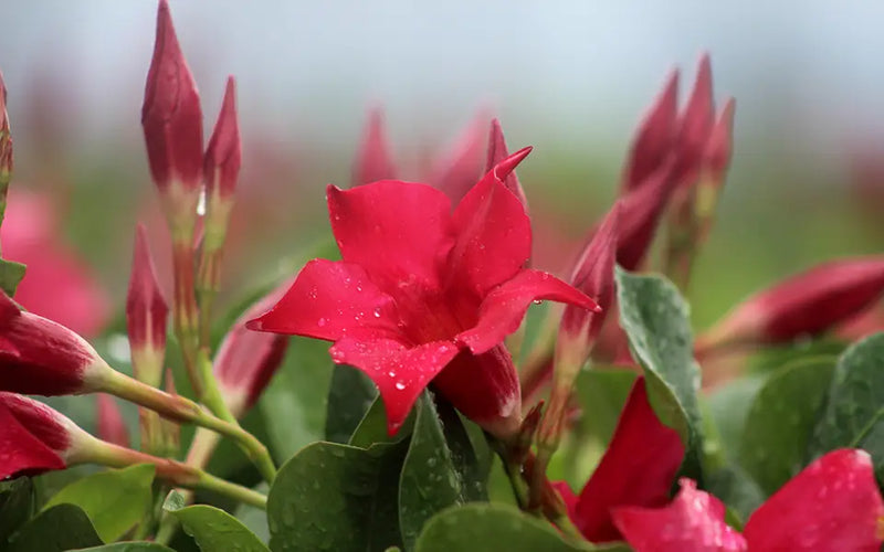 Dipladénia (Mandevilla) 1 - Achat en ligne