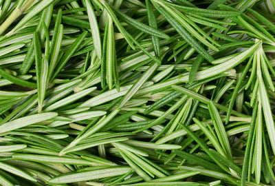 Romarin (Rosmarinus Officinalis) 1 - Achat en ligne