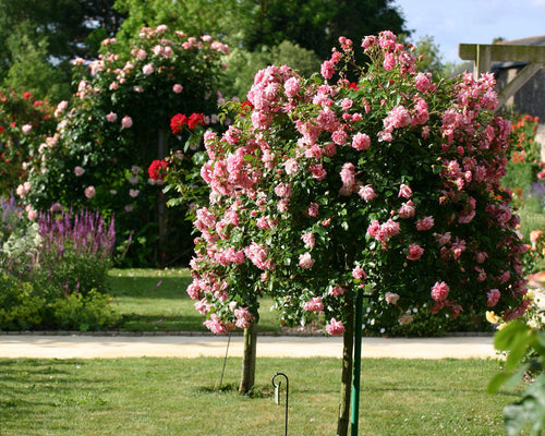 Rosier Demi-Tige 1 - Achat en ligne