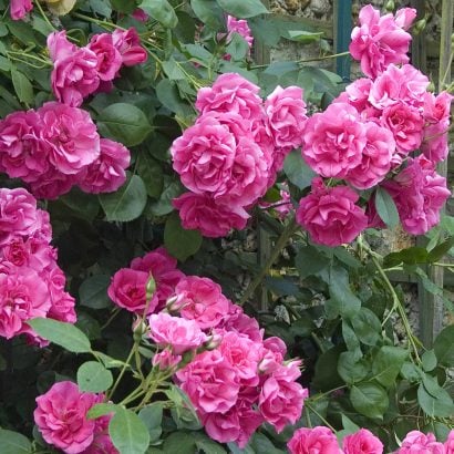 Rosier Touffe 1 - Achat en ligne