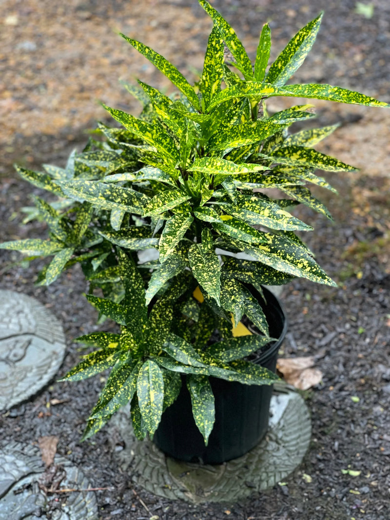Aucuba du Japon (Aucuba Japonica Variegata) 3 - Achat en ligne