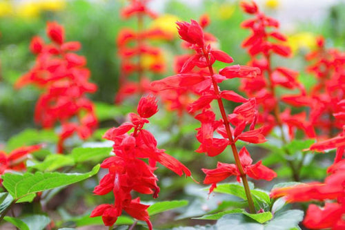 Sauge Ornementale (Salvia microphylla) 1 - Achat en ligne