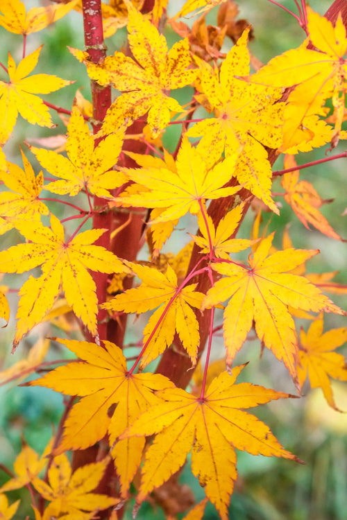 Acer Palmatum Sangokaku 1 - Achat en ligne