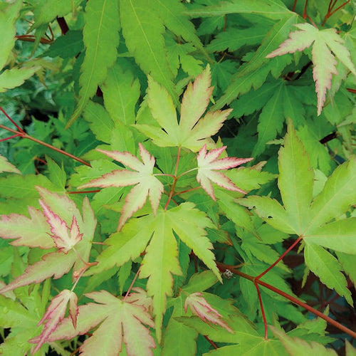 Acer Palmatum Sangokaku 1 - Achat en ligne