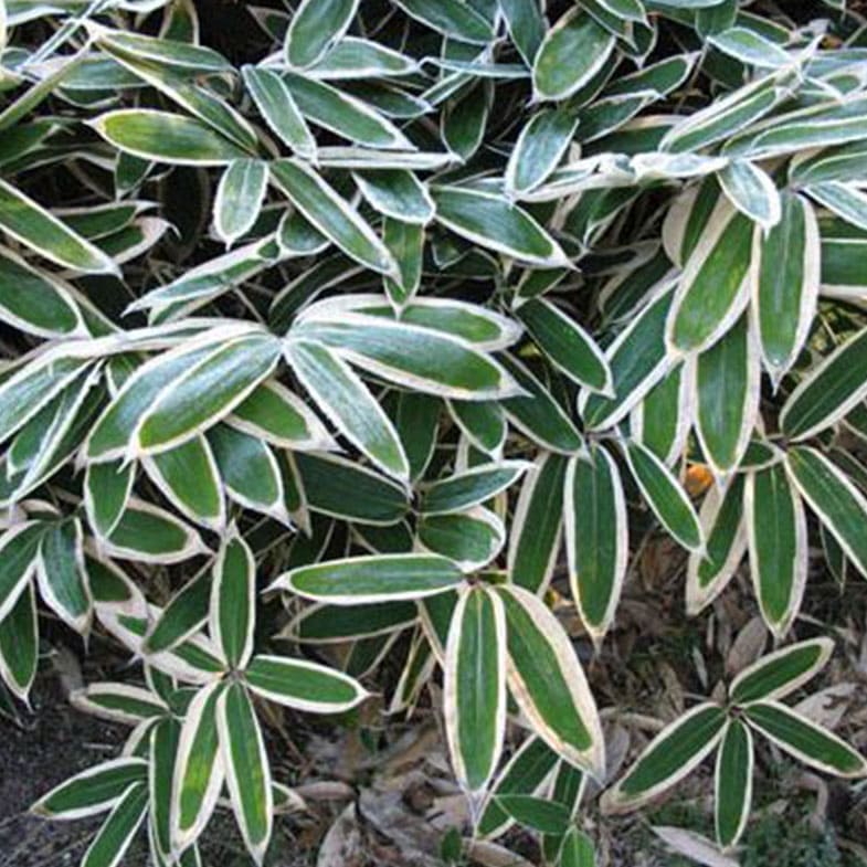 Bambusa nana Longuifolia 2 - Achat en ligne