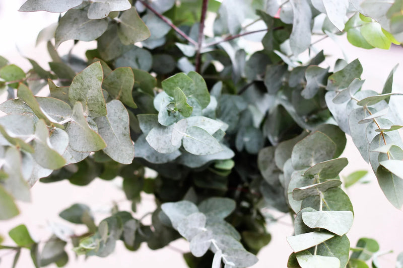 Eucalyptus à feuilles rondes (Eucalyptus Gunnii) 1 - Achat en ligne