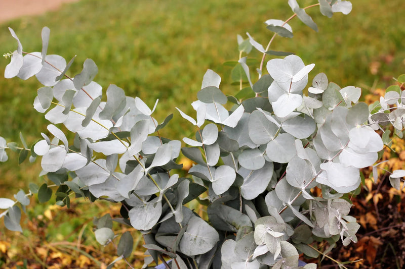 Eucalyptus à feuilles rondes (Eucalyptus Gunnii) 2 - Achat en ligne