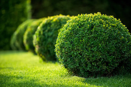 Topiaire en boule 1 - Achat en ligne