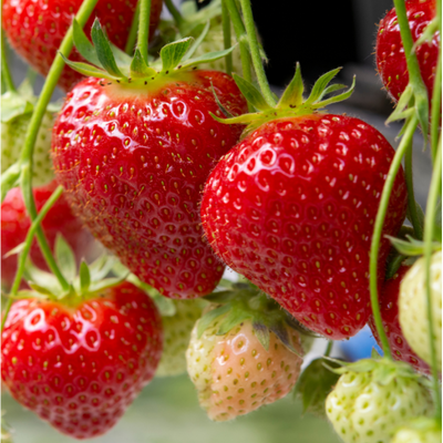 Fraisier Rabunda 1 - Achat en ligne