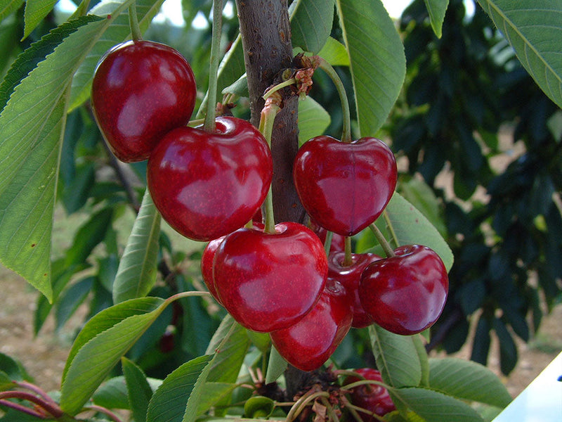 Cerisier Summit (Prunus avium Bigarreau Summit) 2 - Achat en ligne