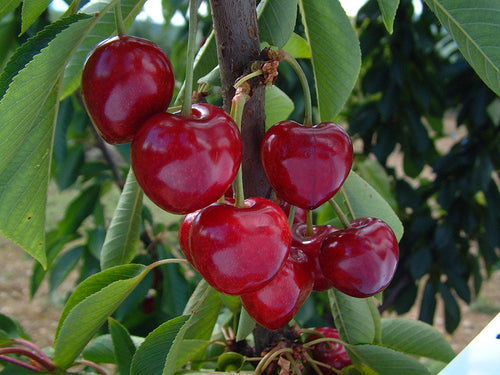Cerisier Summit (Prunus avium Bigarreau Summit) 1 - Achat en ligne