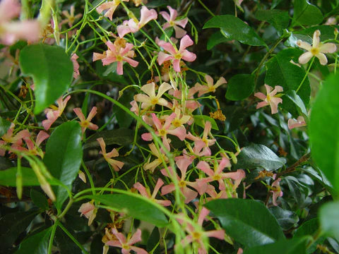 Jasmin étoilé à fleurs roses Pink Shower (Trachelospermum asiaticum Pink Showers) 3 - Achat en ligne