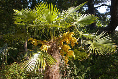 Palmier de Chine (Trachycarpus Fortunei) 1 - Achat en ligne
