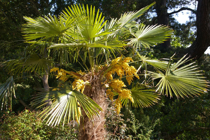 Palmier de Chine (Trachycarpus Fortunei) 1 - Achat en ligne