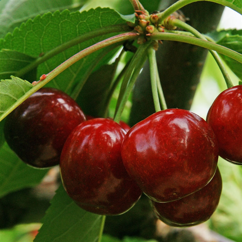 Cerisier Van (Prunus cerasus Van) 3 - Achat en ligne