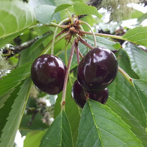 Cerisier Van (Prunus cerasus Van) 1 - Achat en ligne