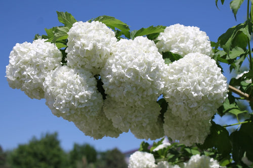 Viorne Obier (Viburnum opulus) 1 - Achat en ligne