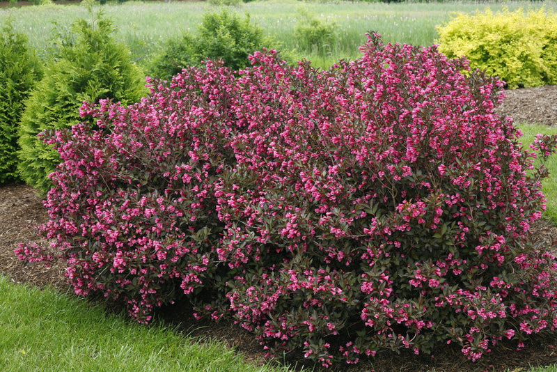 Weigelia à feuilles panachées (Weigela x Florida Rosea) 3 - Achat en ligne