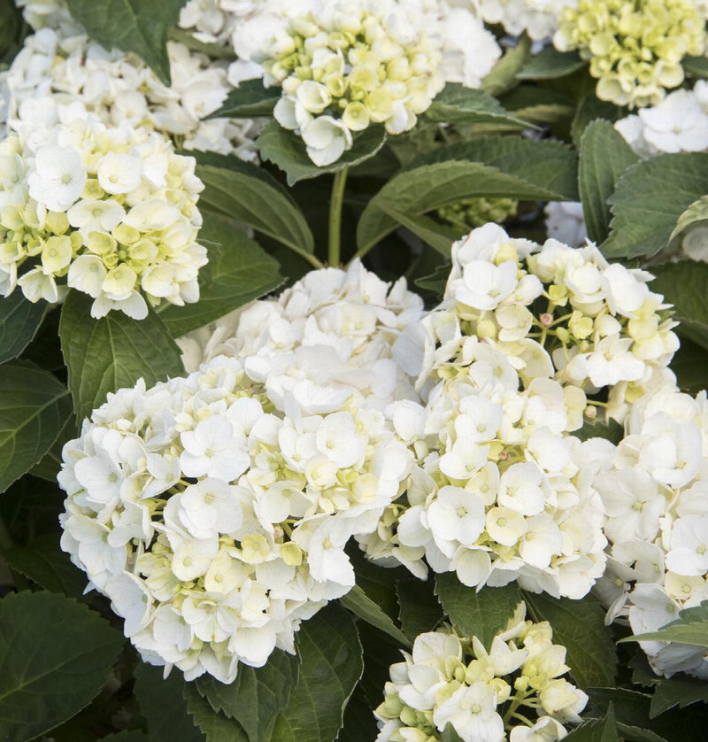 Hortensia (Hydrangea) 3 - Achat en ligne
